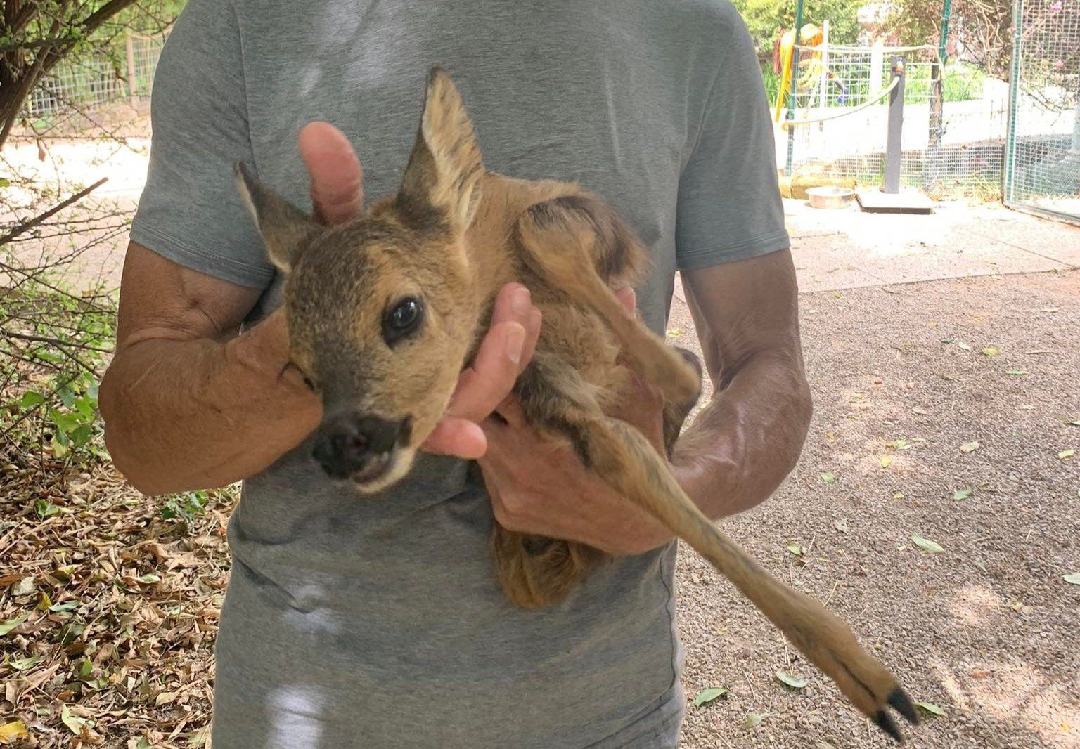 Copertina per Salvato a San Pier d'Isonzo un cucciolo di capriolo: era caduto in un canale in cemento